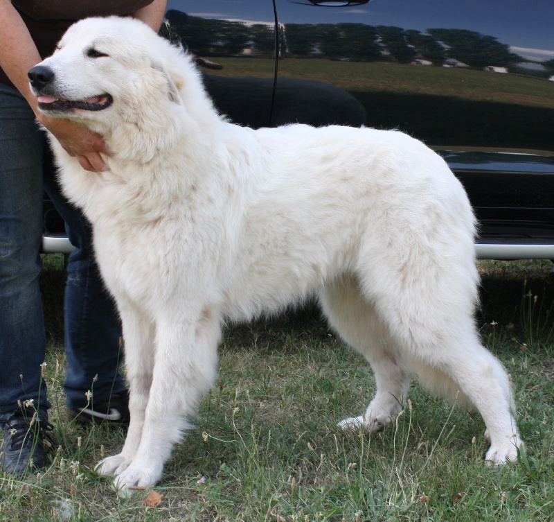 Publication : Della Rocca Dei Patous Auteur : Giraldi L.