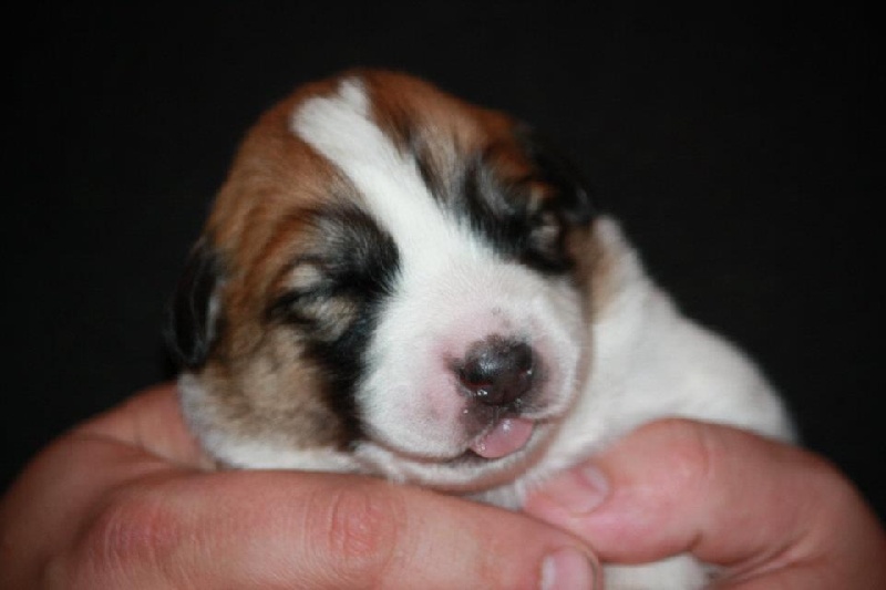 Publication : Della Rocca Dei Patous Auteur : Giraldi L.