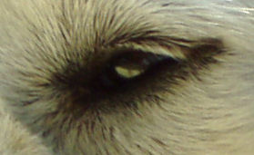 Publication : Della Rocca Dei Patous Auteur : Giraldi L.