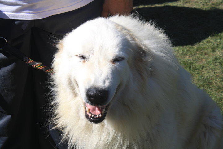 Publication : Della Rocca Dei Patous Auteur : L. Giraldi