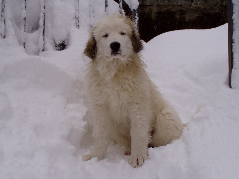 Publication : Della Rocca Dei Patous Auteur : L. Giraldi