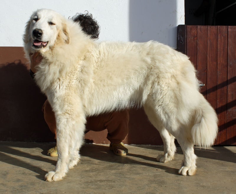 Publication : Della Rocca Dei Patous Auteur : Giraldi L.