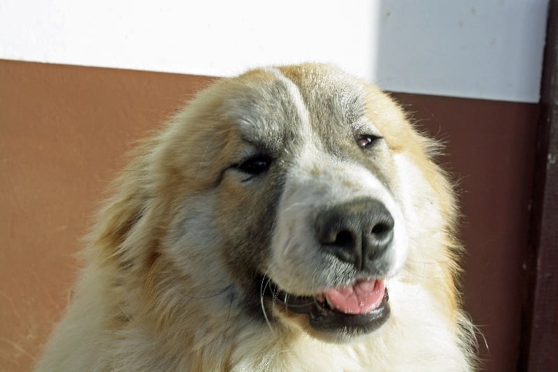 Publication : Della Rocca Dei Patous Auteur : Giraldi L.