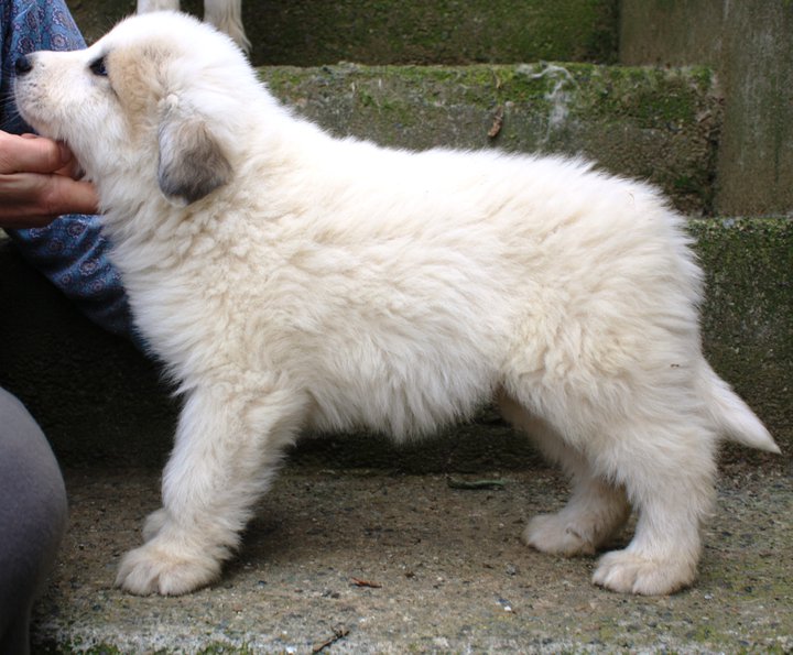 Publication : Della Rocca Dei Patous Auteur : Giraldi L.