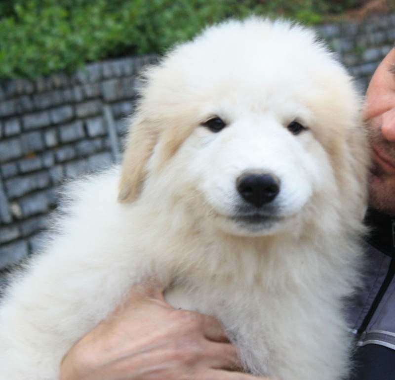 Publication : Della Rocca Dei Patous Auteur : Giraldi L.