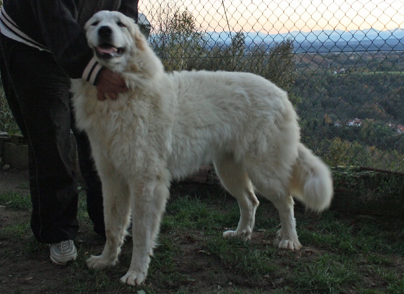 Publication : Della Rocca Dei Patous Auteur : Giraldi L.