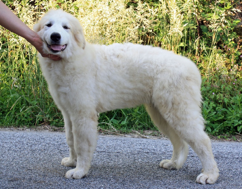 Publication : Della Rocca Dei Patous Auteur : Giraldi L.