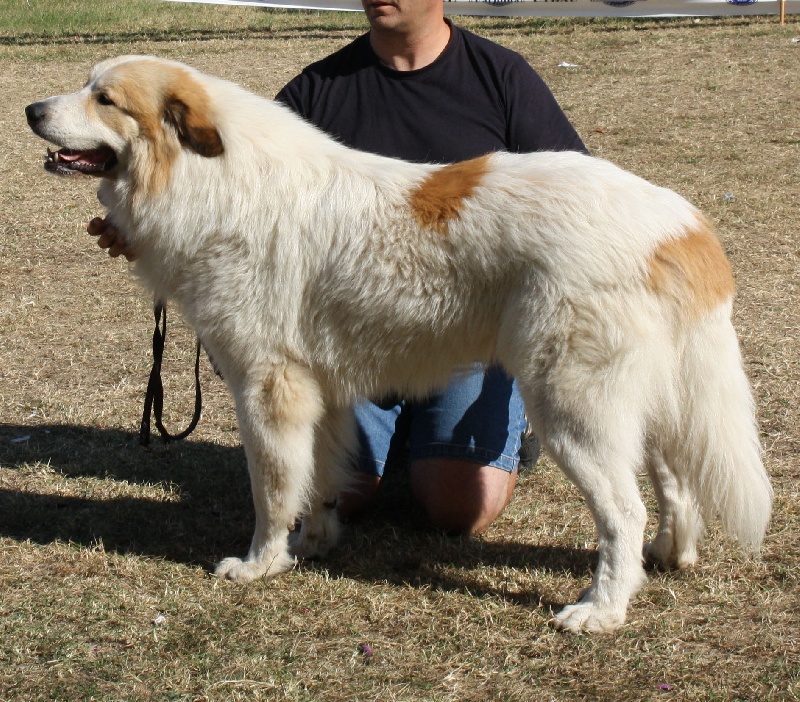 Publication : Della Rocca Dei Patous Auteur : Giraldi L.