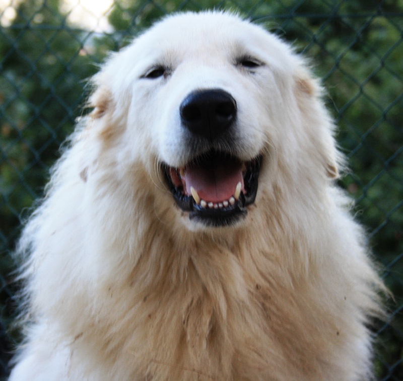 Publication : Della Rocca Dei Patous Auteur : Giraldi L.