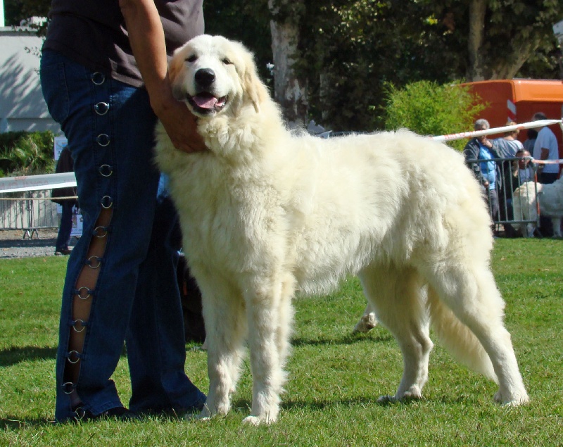 Habanera Della Rocca Dei Patous - 1° Tres Bon - CLASSE PUPPY FEMELLE