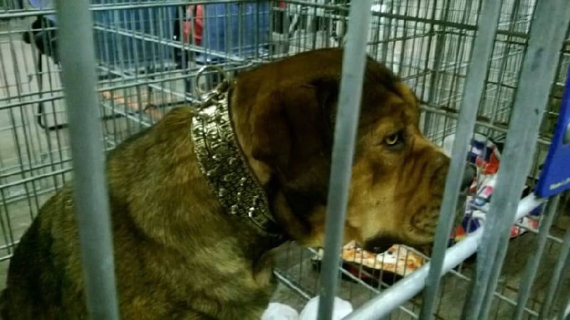 CH. Harkana hasta siémpré Astillas Del Molosse - cacs/cacib /meilleur de race