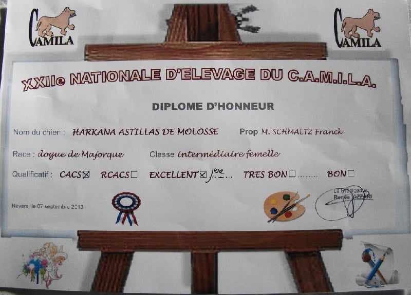 CH. Harkana hasta siémpré Astillas Del Molosse - 1 ére éxcellent en inter,meilleur femelle et meilleur de race,CACS
