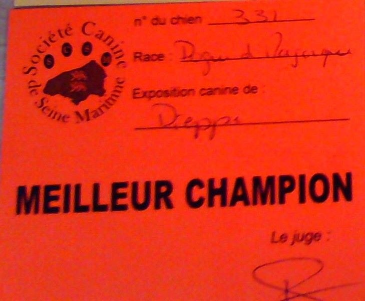 CH. Harkana hasta siémpré Astillas Del Molosse - ,Meilleur championne et meilleur de race