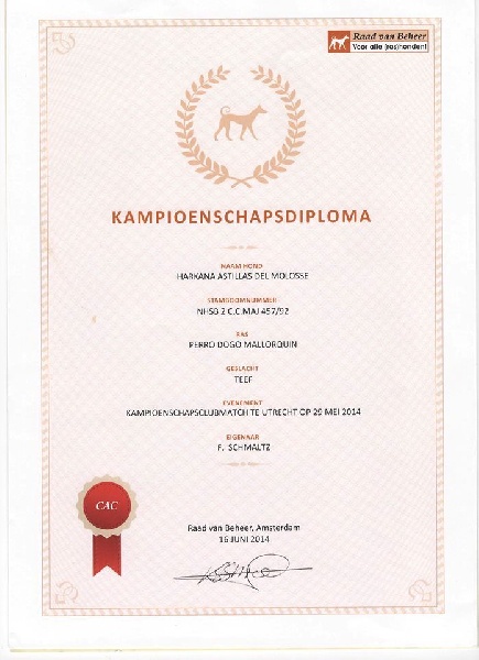 CH. Harkana hasta siémpré Astillas Del Molosse - 1er éxcéllent meilleur femelle et meilleur de race