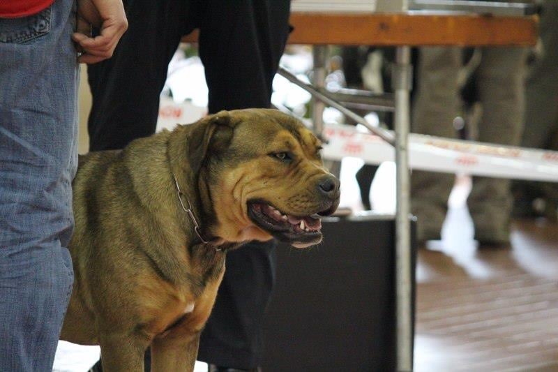 CH. Harkana hasta siémpré Astillas Del Molosse - 1 éxellent ,meilleurs jeunes,meilleur de race