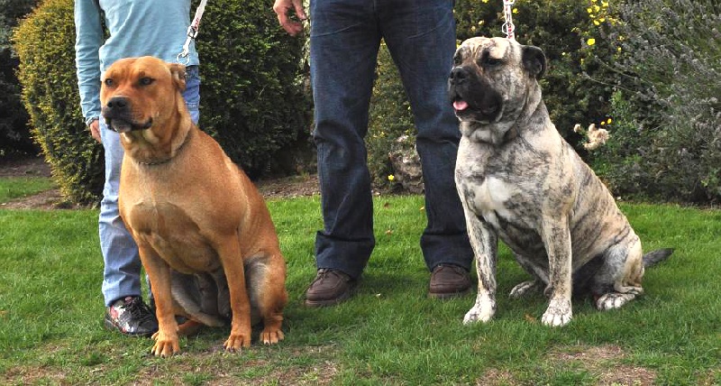 hastasiémpré Ibérica dite éclat - 1 er exellent classe jeune /confirmé