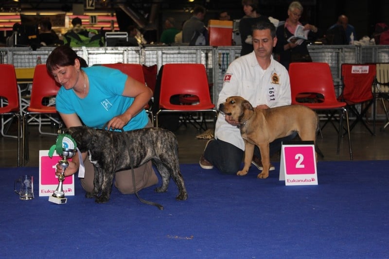 CH. Harkana hasta siémpré Astillas Del Molosse - trés prométteuse