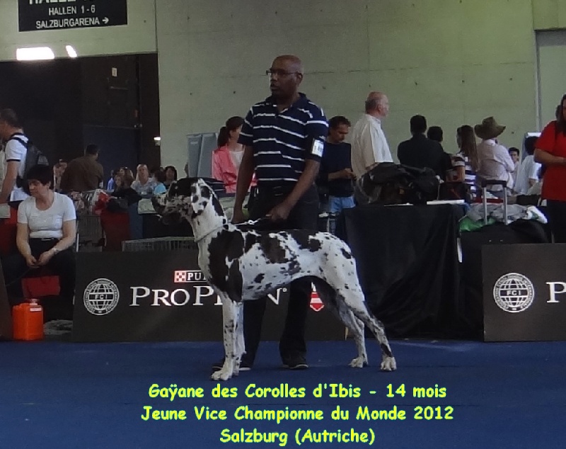 CH. Gaÿane Des Corolles d'Ibis - Jeune Vice-Championne du Monde 2012