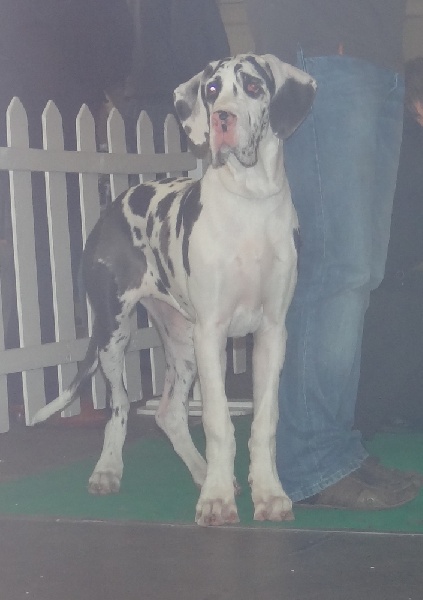 Guapa chica Des Terres Andalouses - 1ère Très prometteur - Meilleur Baby - Ring d'honneur