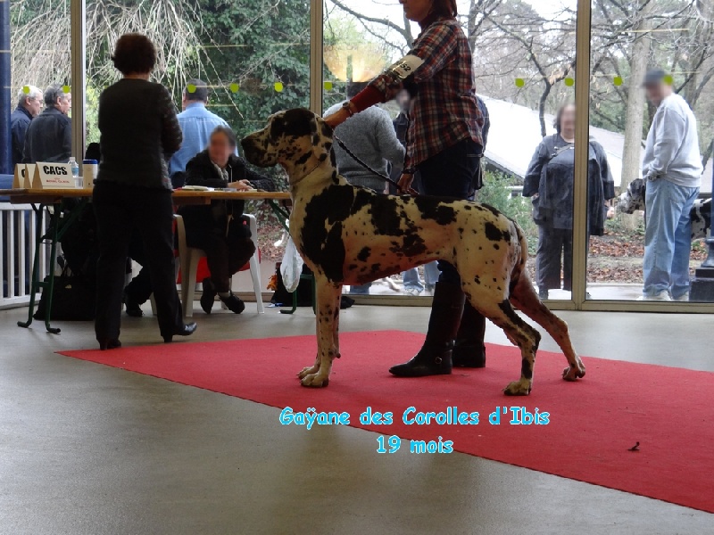 CH. Gaÿane Des Corolles d'Ibis - 1er Excellent - RCACS