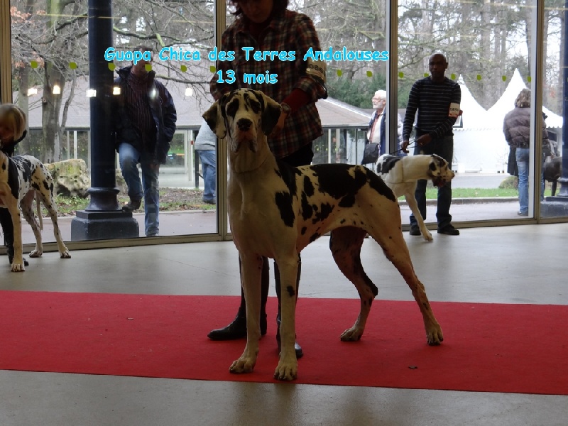 Guapa chica Des Terres Andalouses - 3ème Excellent