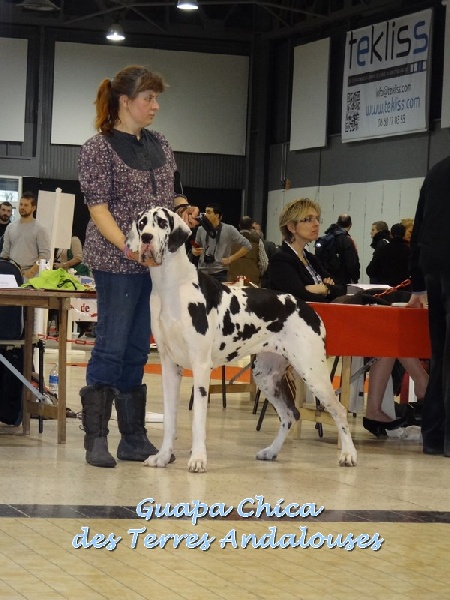 Guapa chica Des Terres Andalouses - 1er Excellent - CACS - CACIB - BOS