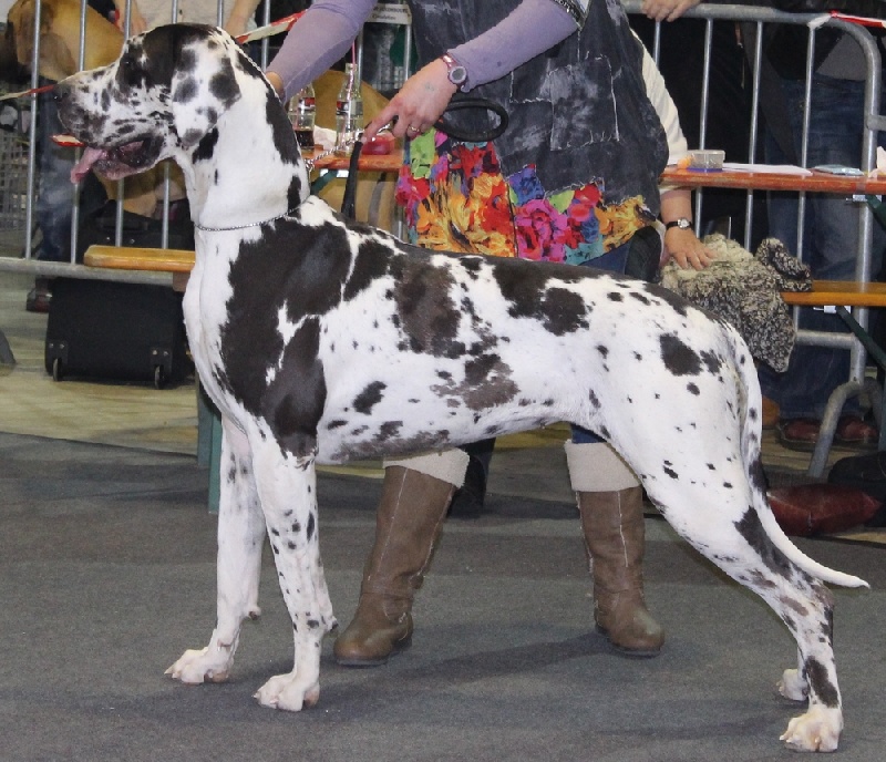CH. Gaÿane Des Corolles d'Ibis - CACL-CACIB-Meilleure femelle-Meilleur Dogue