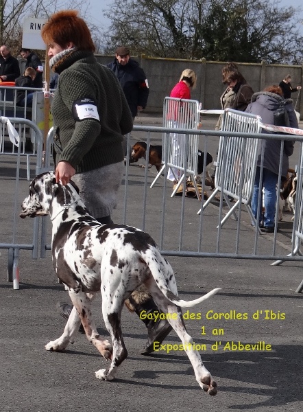CH. Gaÿane Des Corolles d'Ibis - 1ère Excellent