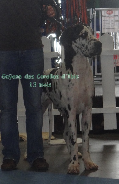 CH. Gaÿane Des Corolles d'Ibis - 2ème Excellent