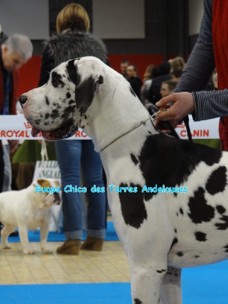 Guapa chica Des Terres Andalouses - 2ème Excellent - 3ème Meilleure Jeune