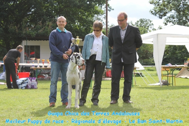 Guapa chica Des Terres Andalouses - Très Prometteur - Meilleur Puppy de Race