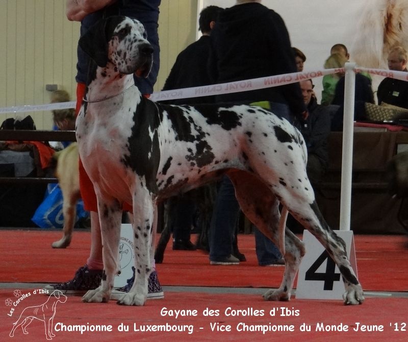 CH. Gaÿane Des Corolles d'Ibis - 2ème Excellent - R. CAC - Classe Champion