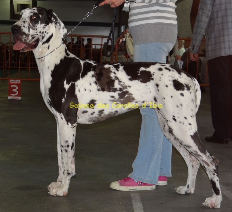 CH. Gaÿane Des Corolles d'Ibis - 1ère Excellent classe - 2ème meilleur jeune