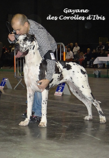 CH. Gaÿane Des Corolles d'Ibis - 1er Excellent - CAC - RCACIB (cl. ouverte)