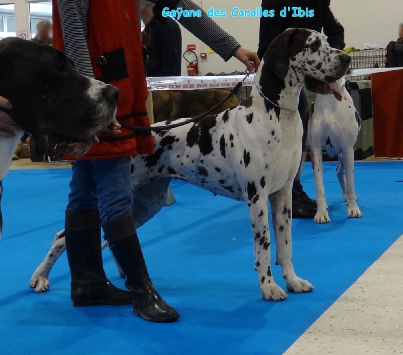 CH. Gaÿane Des Corolles d'Ibis - 1er Excellent - CACS - CACIB -Meilleur chien de race