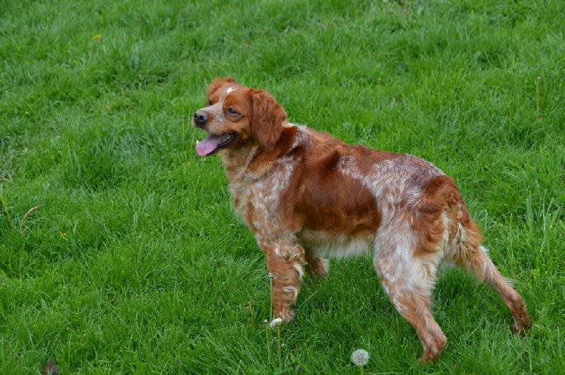 Publication : des landes de pavée Auteur : henri coursin