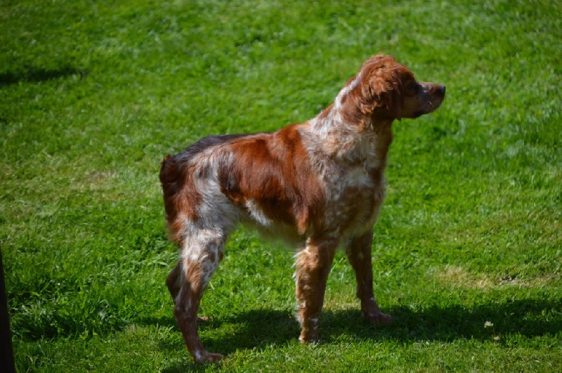 Publication : des landes de pavée Auteur : henri coursin