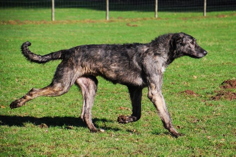 Publication : Green Clover