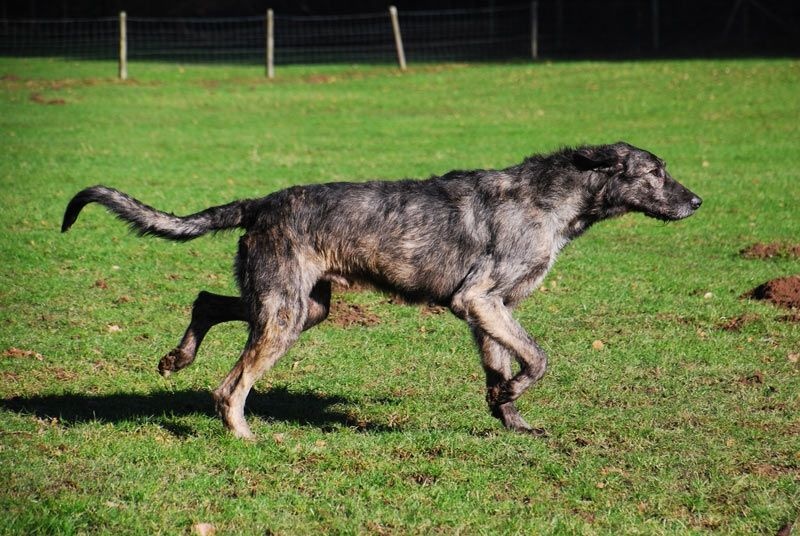 Publication : Green Clover