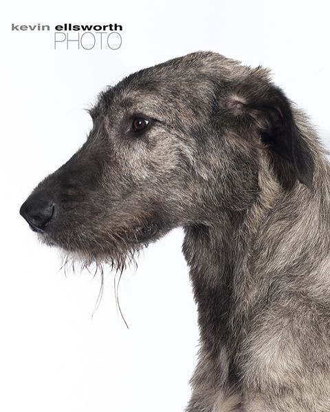 Publication : Green Clover