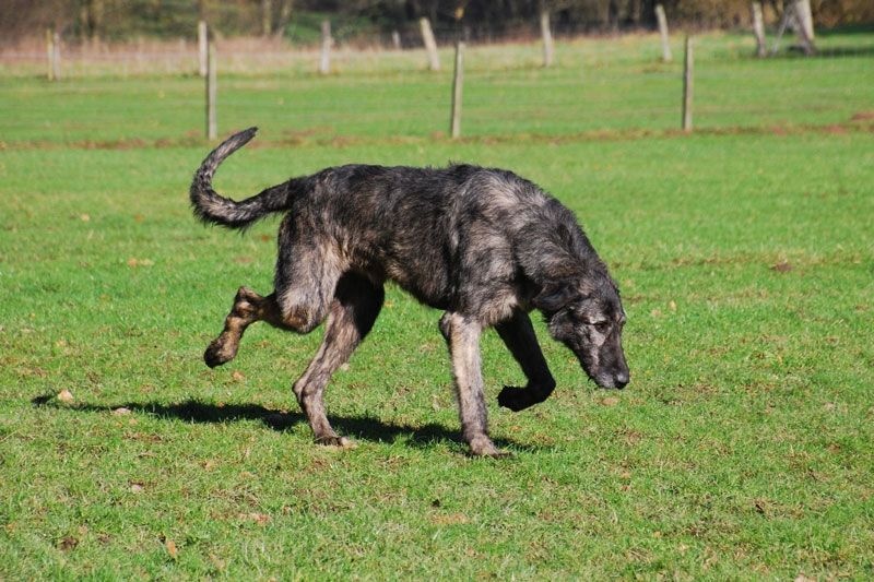 Publication : Green Clover