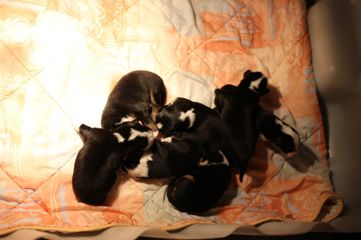 Berger Américain Miniature  - Green Clover