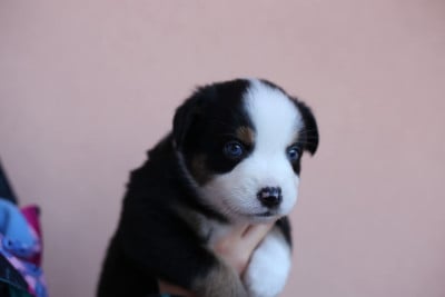 Les chiots de Berger Américain Miniature 
