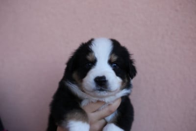 Les chiots de Berger Américain Miniature 
