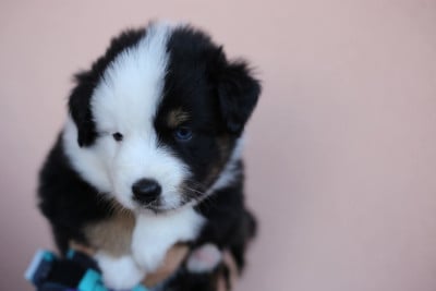 Les chiots de Berger Américain Miniature 