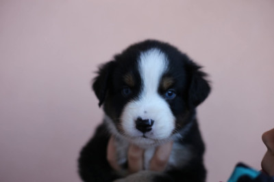 Les chiots de Berger Américain Miniature 