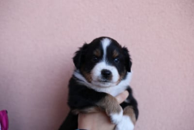 Les chiots de Berger Américain Miniature 