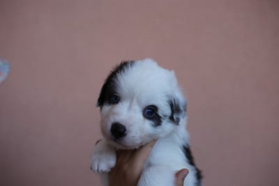 Les chiots de Berger Américain Miniature 