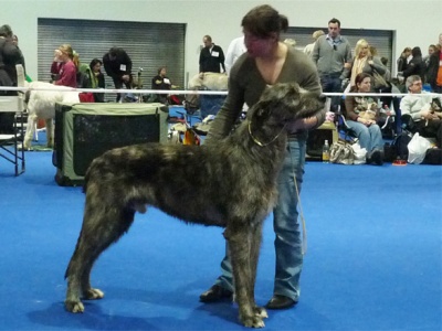 ballalyn's Barlow's take that - 1 EXC, VDH