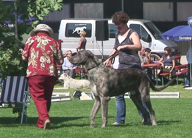 ballalyn's Barlow's take that - 2 EXC, Res.Jdg.CAC, Res.Jug.VDH